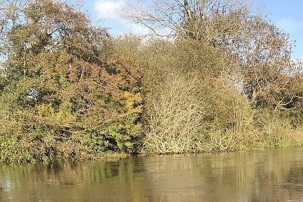 Sussex river and treeling
